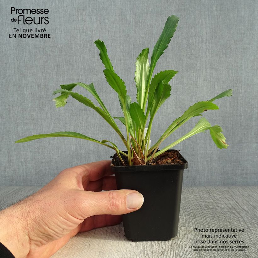 Esimerkki syksyllä toimitetusta Päivänkakkara - Leucanthemum vulgare 8/9 cm taimiruukku-taimesta