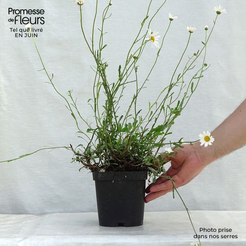 Esimerkki kesällä toimitetusta Päivänkakkara - Leucanthemum vulgare Ruukku 2L / 3L-taimesta