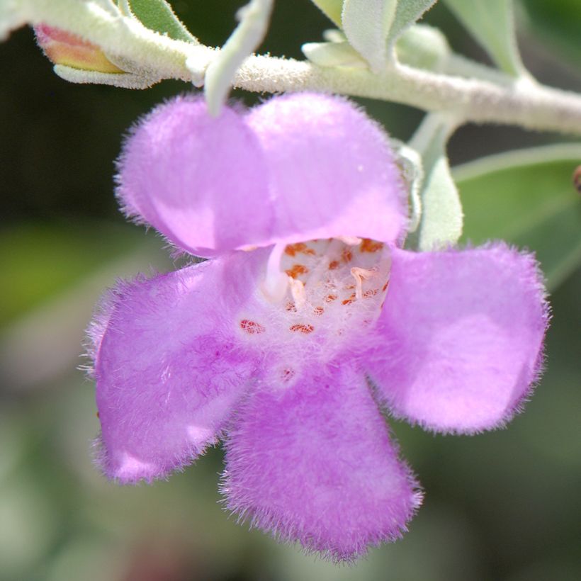 Leucophyllum frutescens (Kukinta)
