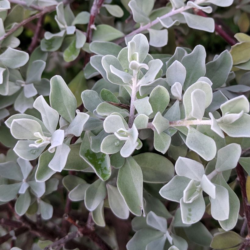 Leucophyllum frutescens (Lehvistö)