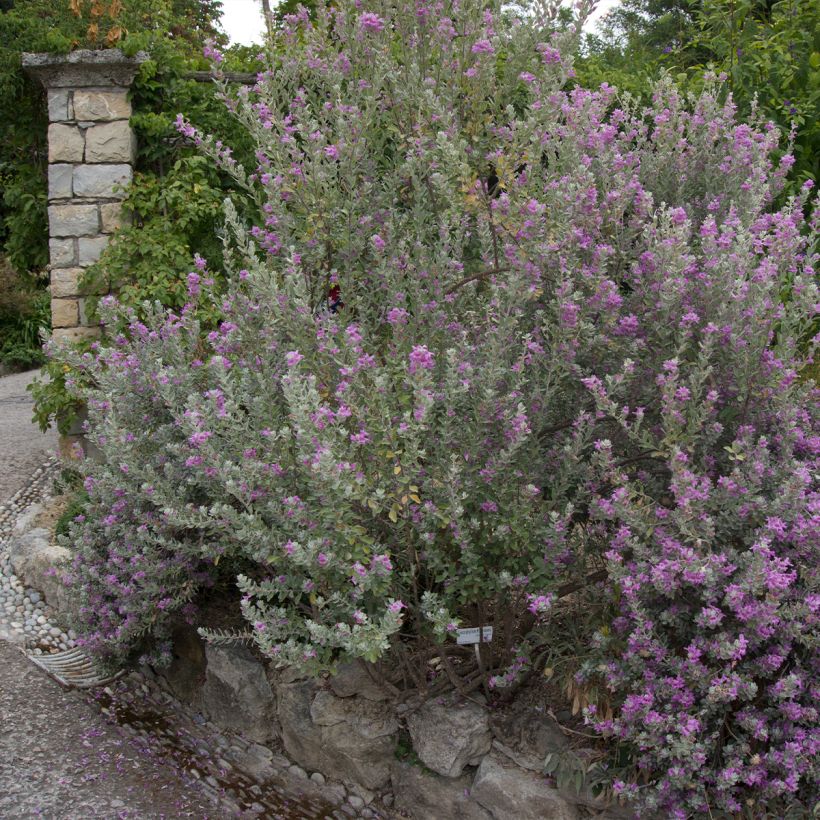 Leucophyllum frutescens (Kasvutapa)