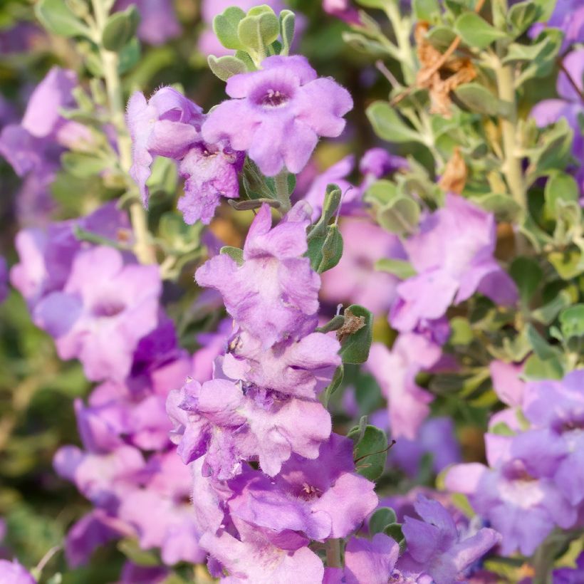 Leucophyllum langmaniae (Kukinta)