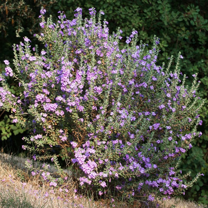 Leucophyllum langmaniae (Kasvutapa)
