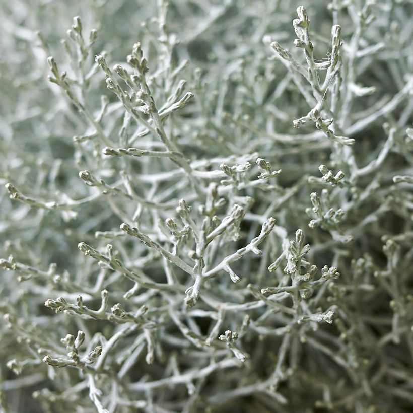 Leucophyta brownii (Lehvistö)