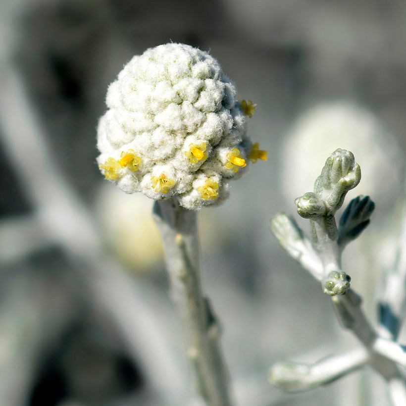 Leucophyta brownii (Kukinta)