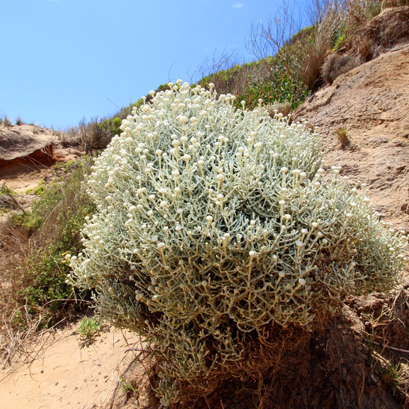Leucophyta brownii (Kasvutapa)