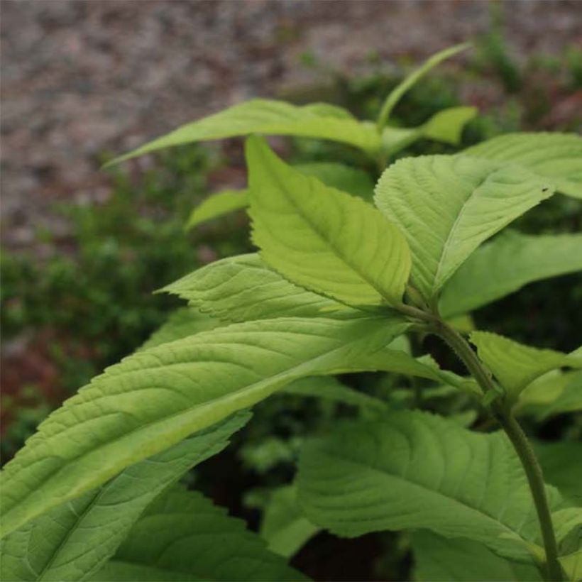 Leucosceptrum japonicum Golden Angel (Lehvistö)
