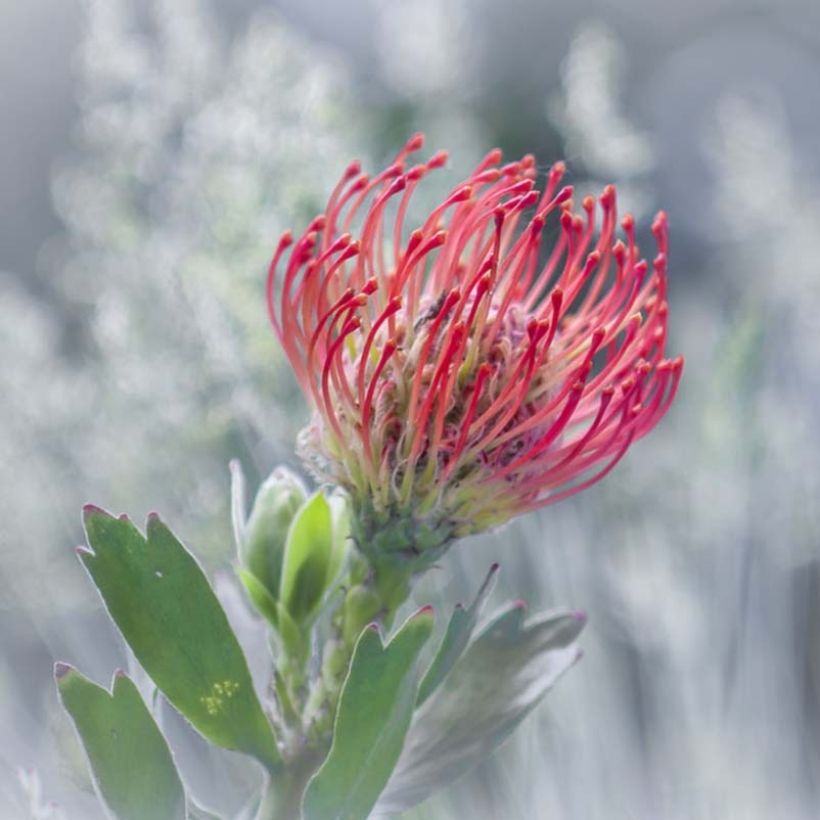 Leucospermum Ayoba Red (Kukinta)