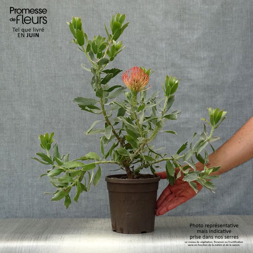 Esimerkki kesällä toimitetusta Leucospermum cordifolium Carnival Red Pot de 2L/3L-taimesta