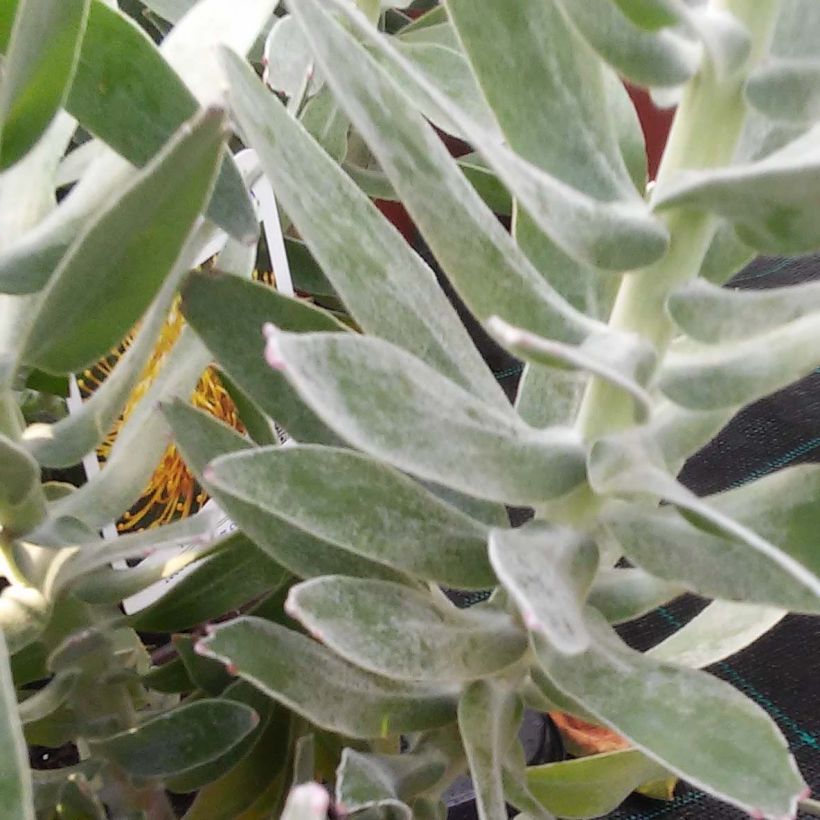 Leucospermum cordifolium Yellow Carnival (Lehvistö)