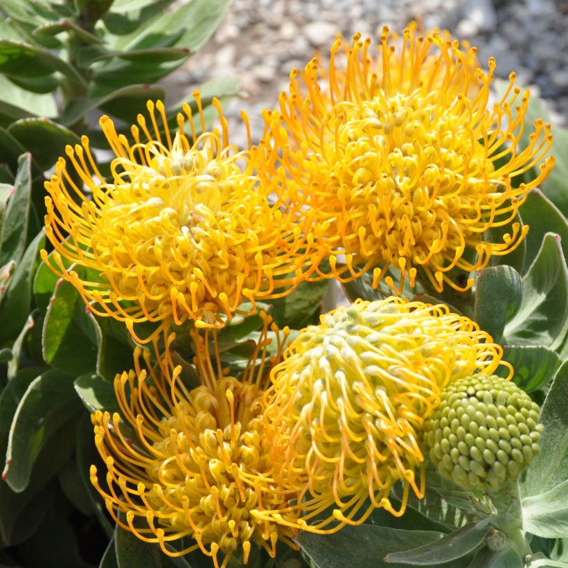 Leucospermum cordifolium Yellow Carnival (Kukinta)