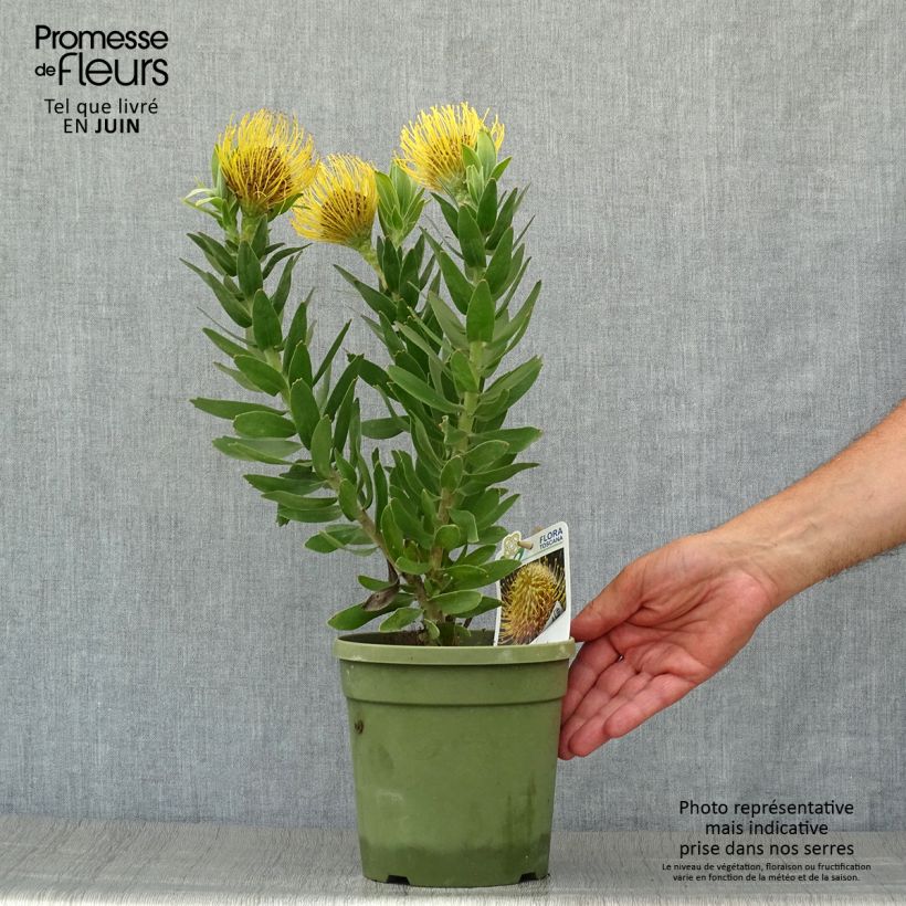 Esimerkki kesällä toimitetusta Leucospermum cordifolium Yellow Carnival Pot de 2L/3L-taimesta