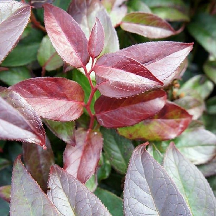 Rotkovititerttu Zebonard (Lehvistö)
