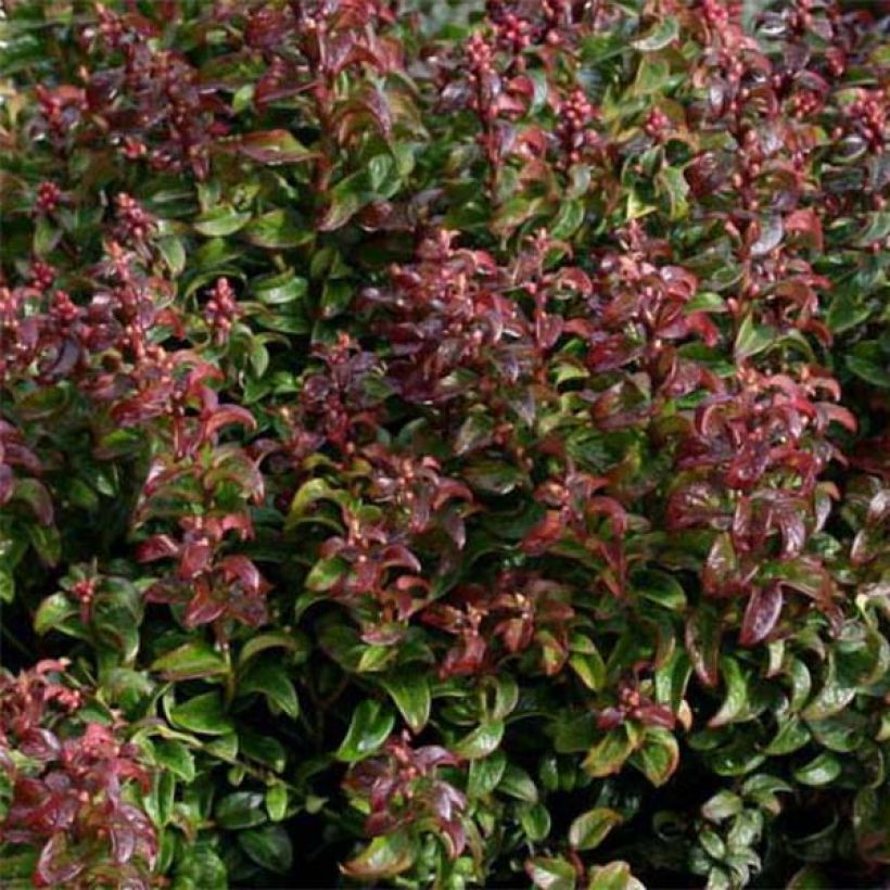 Leukotti Twisting Red (Lehvistö)