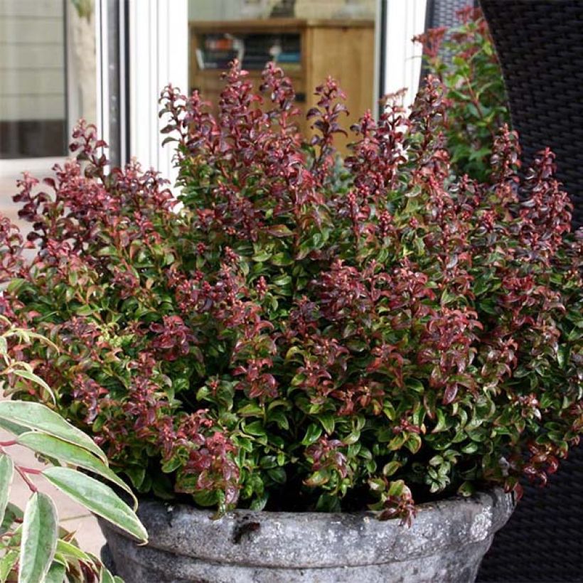 Leukotti Twisting Red (Kasvutapa)