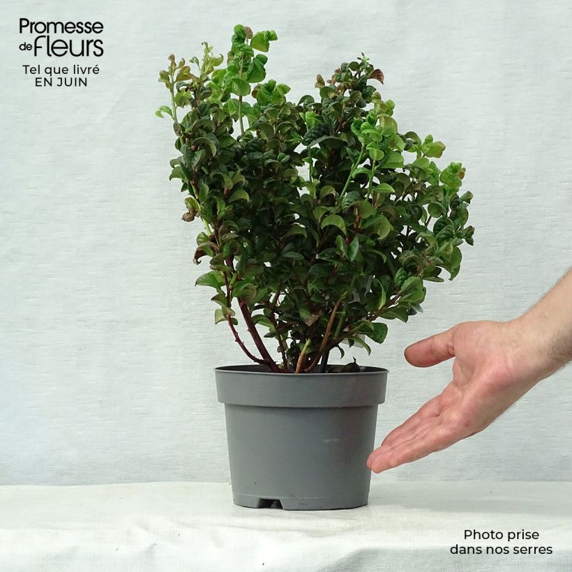 Esimerkki kesällä toimitetusta Leukotti Curly Red Pot de 2L/3L-taimesta