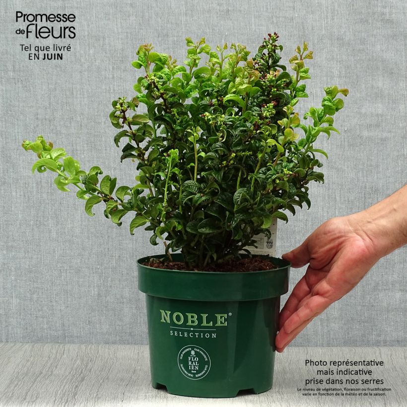 Esimerkki kesällä toimitetusta Leukotti Twisting Red Pot de 3L/4L-taimesta