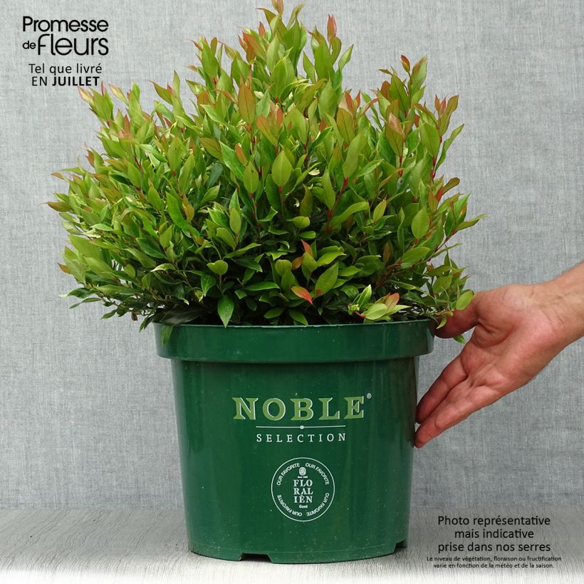 Esimerkki kesällä toimitetusta Rotkovititerttu Little Flames Ruukku 7,5L / 10L-taimesta