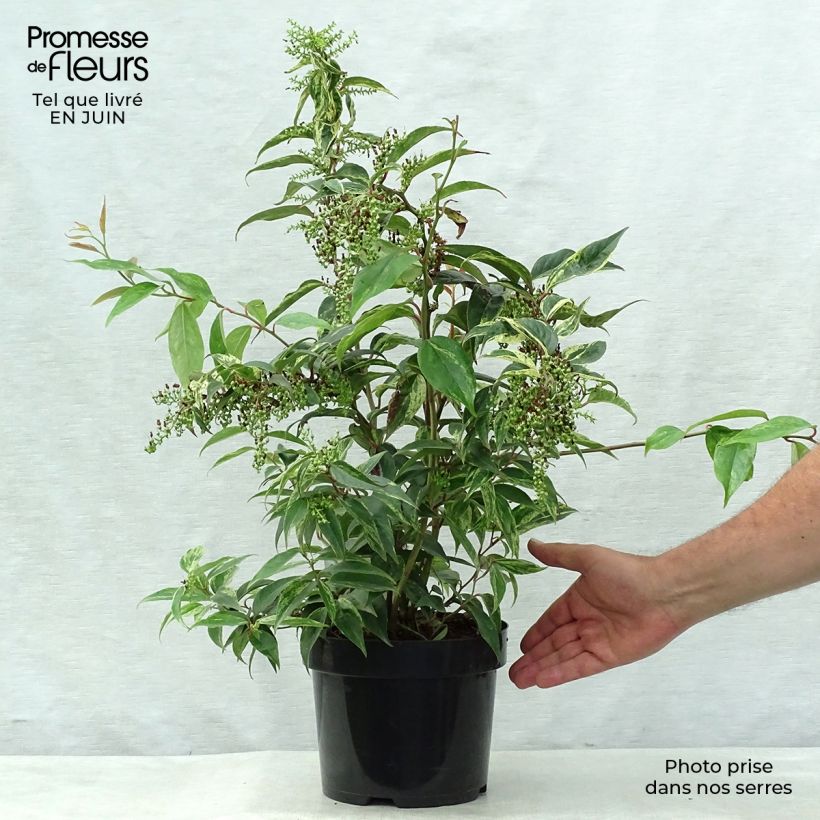 Esimerkki kesällä toimitetusta Rotkovititerttu Rainbow Pot de 2L/3L-taimesta