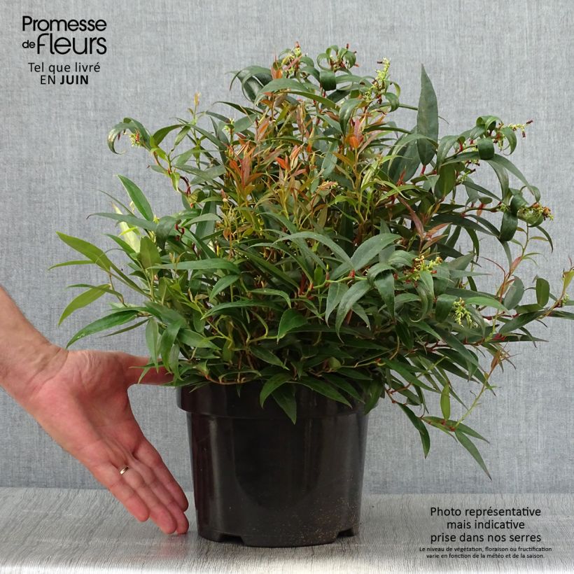 Esimerkki kesällä toimitetusta Leukotti Burning Love (‘Opstal 50’ ) Pot de 2L/3L-taimesta