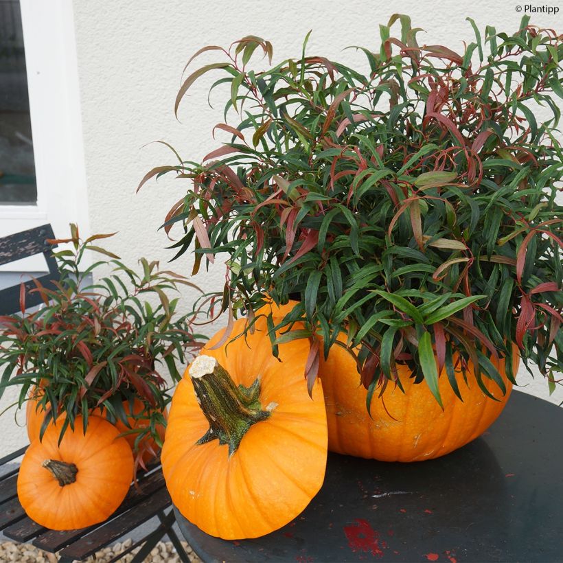 Leukotti Halloween (Kasvutapa)