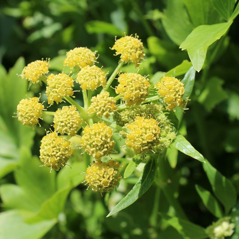 Liperi - Levisticum officinalis (Kukinta)