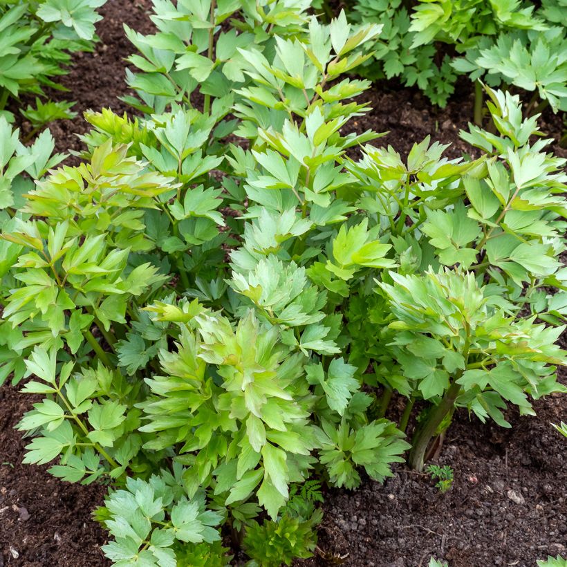 Liperi - Levisticum officinalis (Kasvutapa)
