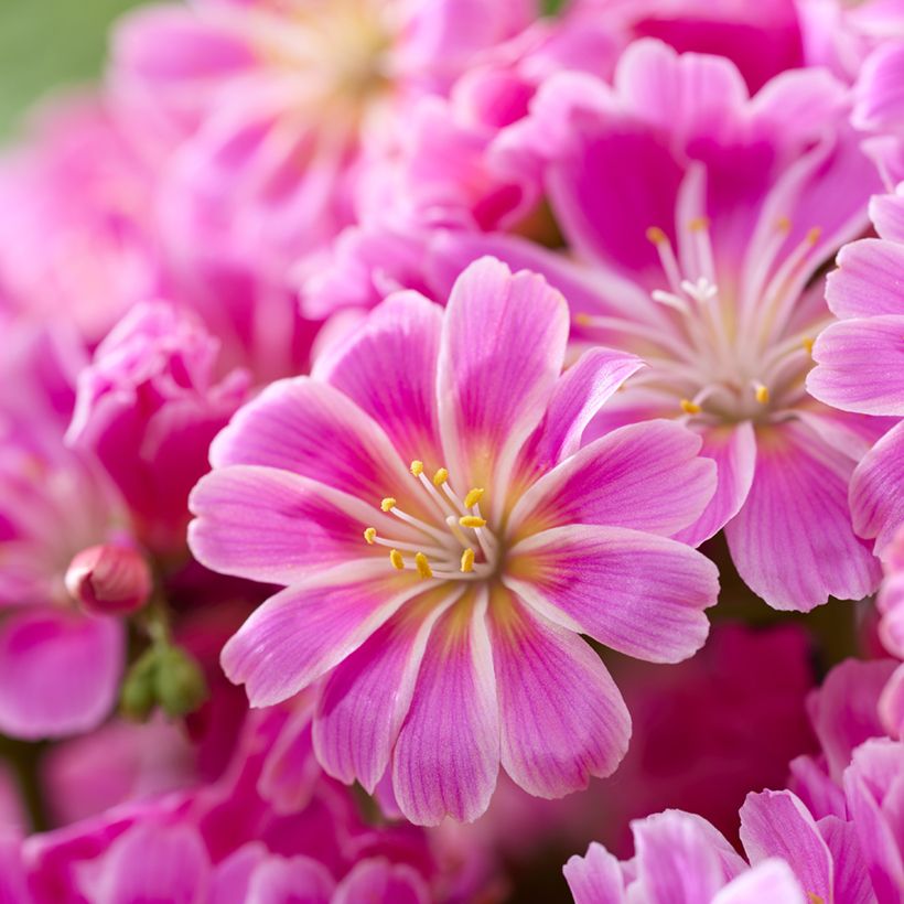Kesälewisia Tropic Pink (Kukinta)