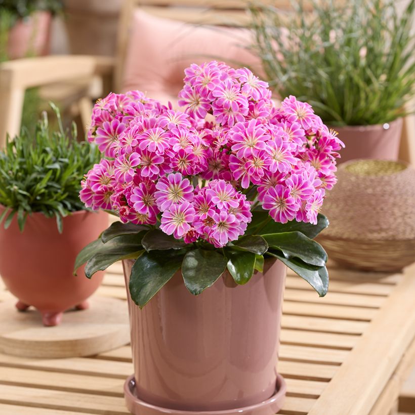 Kesälewisia Tropic Pink (Kasvutapa)