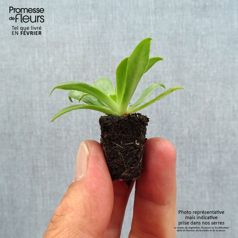 Esimerkki syksyllä toimitetusta Kesälewisia Ultra Violet Mini-motte Ø 1,5/2,5 cm-taimesta