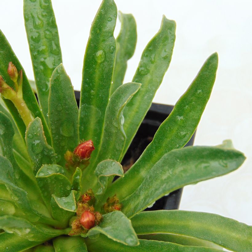 Kesälewisia Mix (Lehvistö)