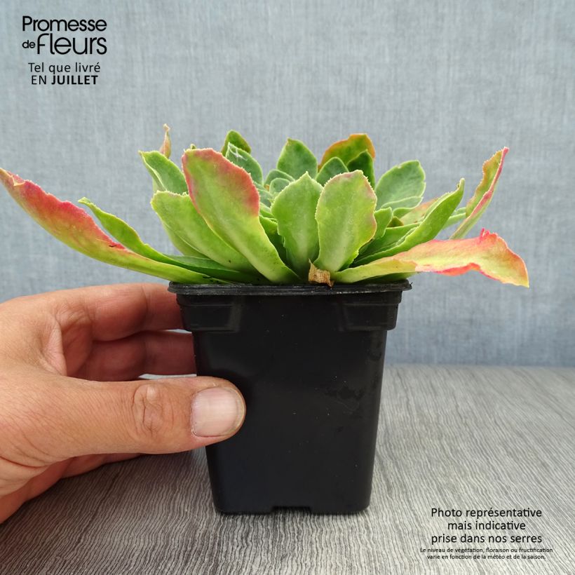 Esimerkki kesällä toimitetusta Kesälewisia Mix Godet de 7/8 cm-taimesta
