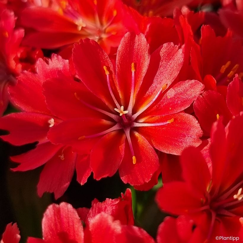 Kesälewisia Sunset Glow (Kukinta)