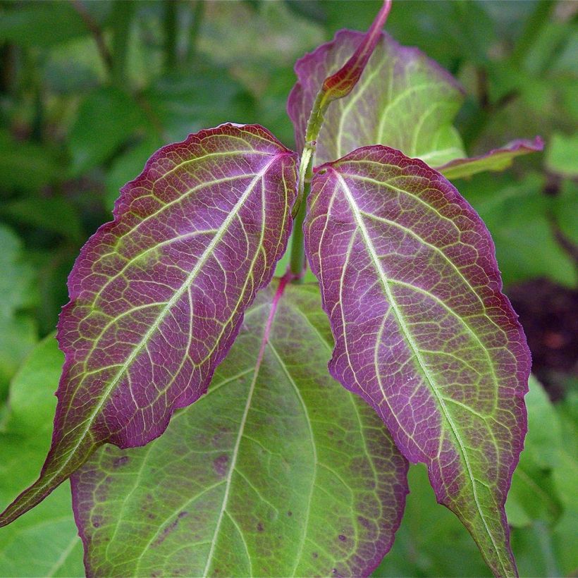 Tähkäkuusama - Leycesteria formosa (Lehvistö)