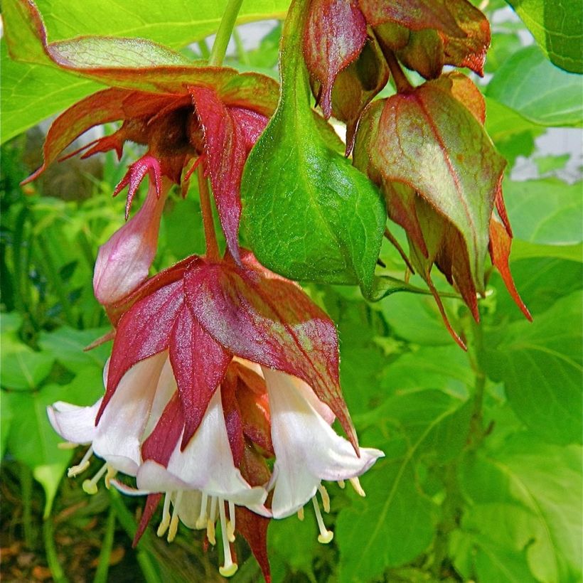 Tähkäkuusama - Leycesteria formosa (Kukinta)