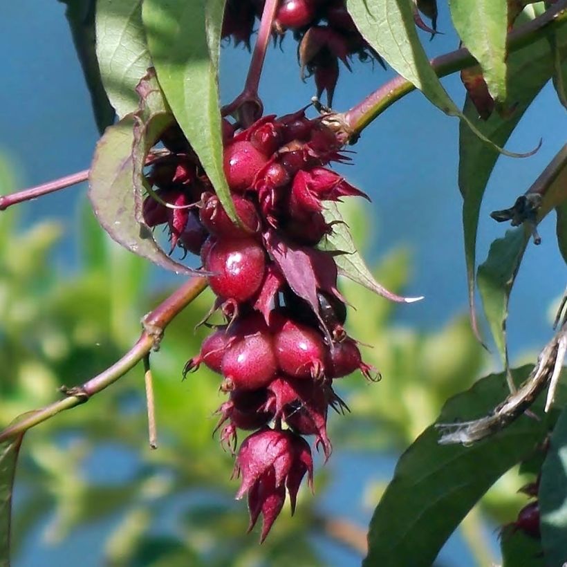 Tähkäkuusama - Leycesteria formosa (Sadonkorjuu)