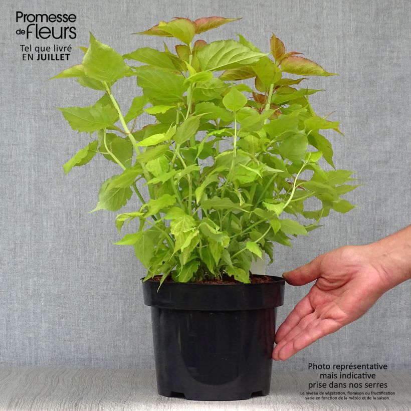 Esimerkki kesällä toimitetusta Tähkäkuusama Golden Lanterns Pot de 2L/3L-taimesta