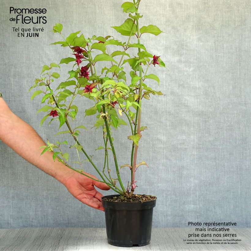 Esimerkki kesällä toimitetusta Tähkäkuusama Purple Rain Pot de 2L/3L-taimesta
