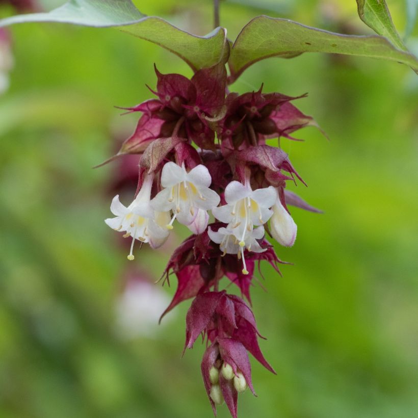 Tähkäkuusama (siemenet) - Leycesteria formosa (Kukinta)