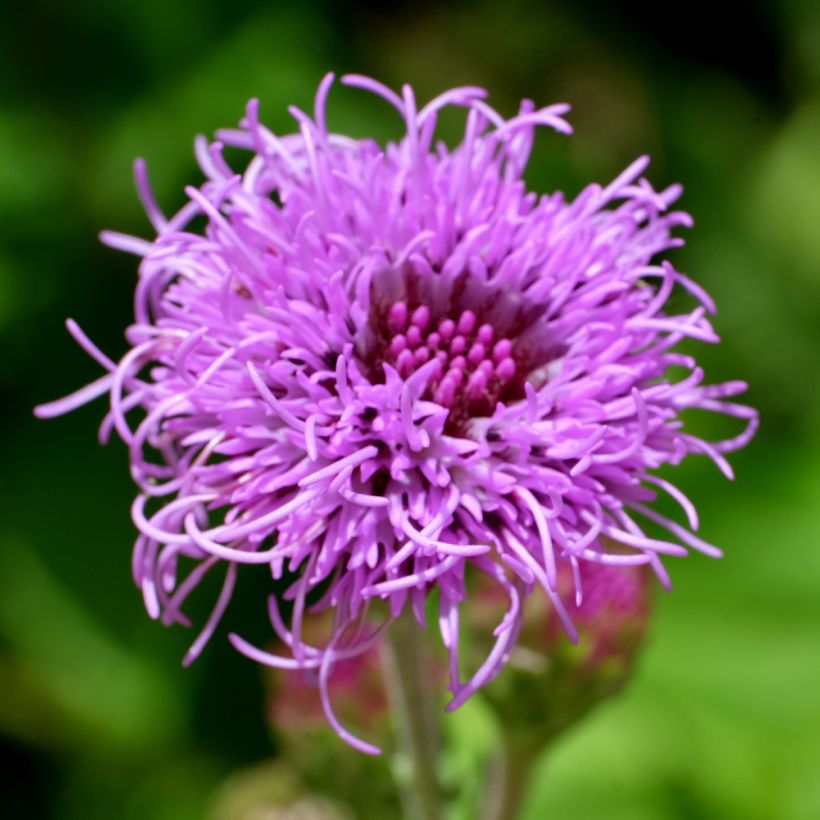 Punatähkä - Liatris ligulistylis (Kukinta)