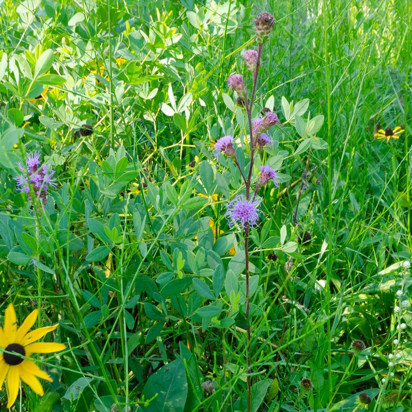 Punatähkä - Liatris ligulistylis (Kasvutapa)