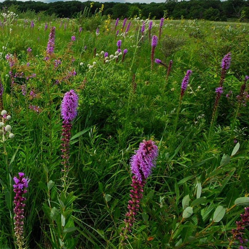 Preeriapunatähkä - Liatris pycnostachya (Kukinta)
