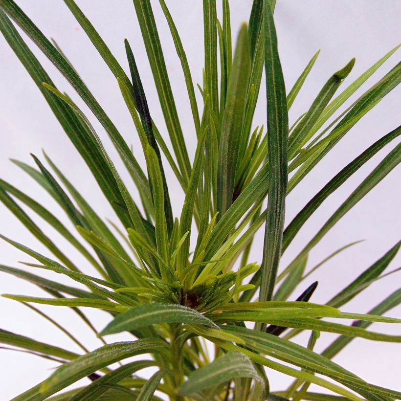 Noropunatähkä - Liatris spicata (Lehvistö)