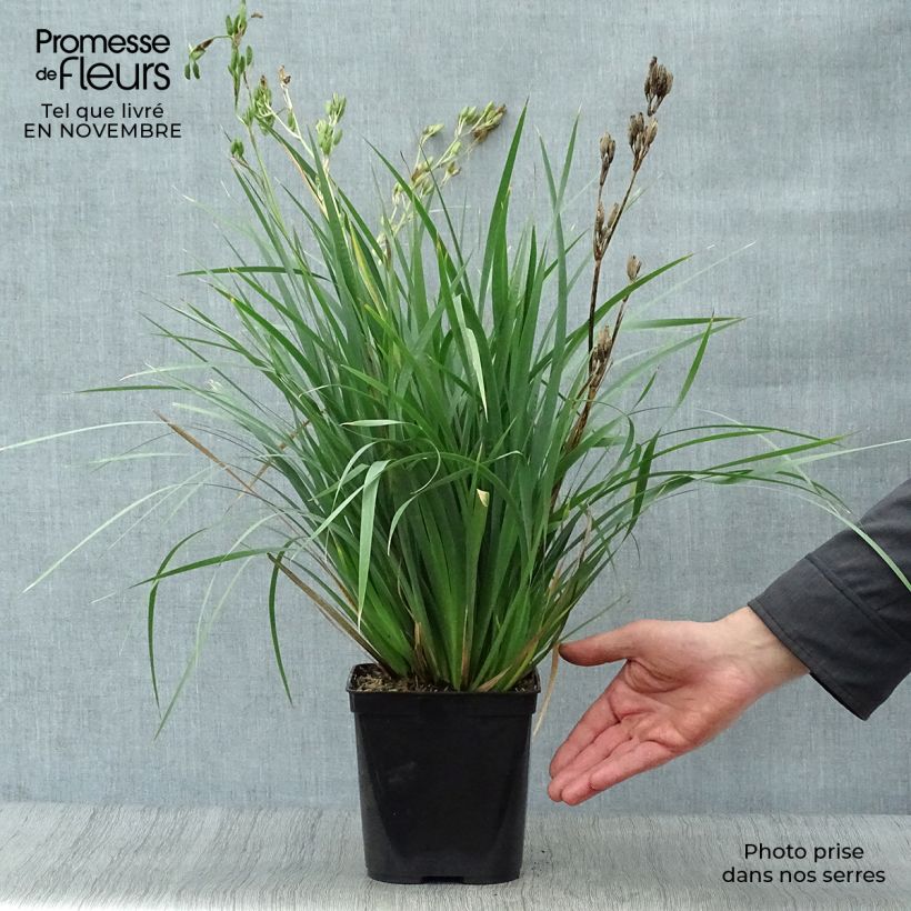 Esimerkki syksyllä toimitetusta Libertia sessiliflora Caerulescens 2 litran/3 litran ruukku-taimesta