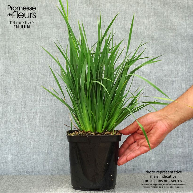 Esimerkki kesällä toimitetusta Libertia sessiliflora Caerulescens Pot de 2L/3L-taimesta