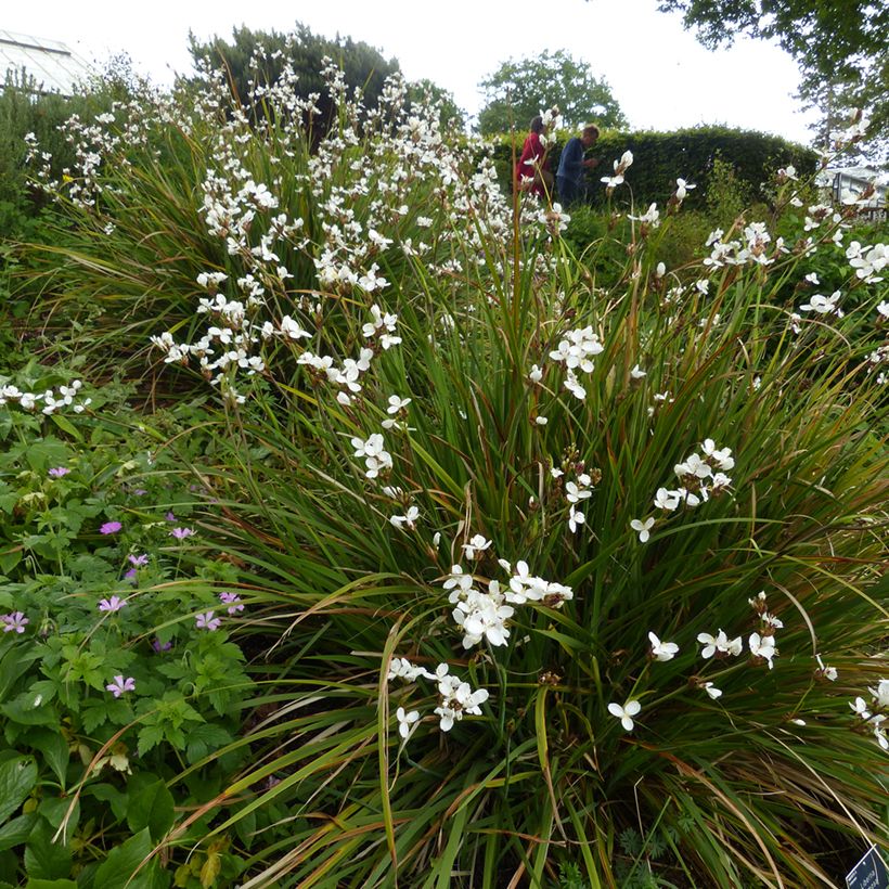 Libertia formosa (Kasvutapa)
