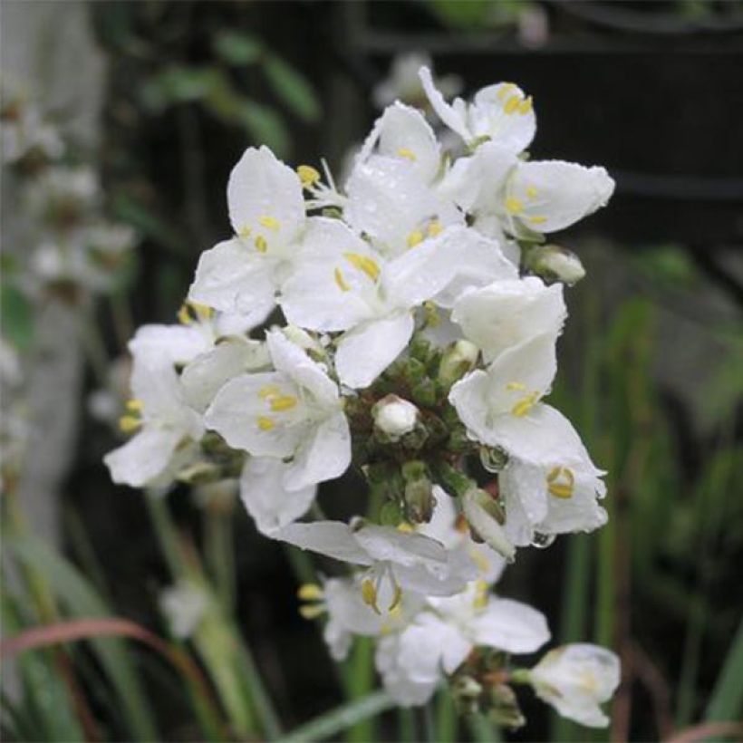Libertia grandiflora (Kukinta)