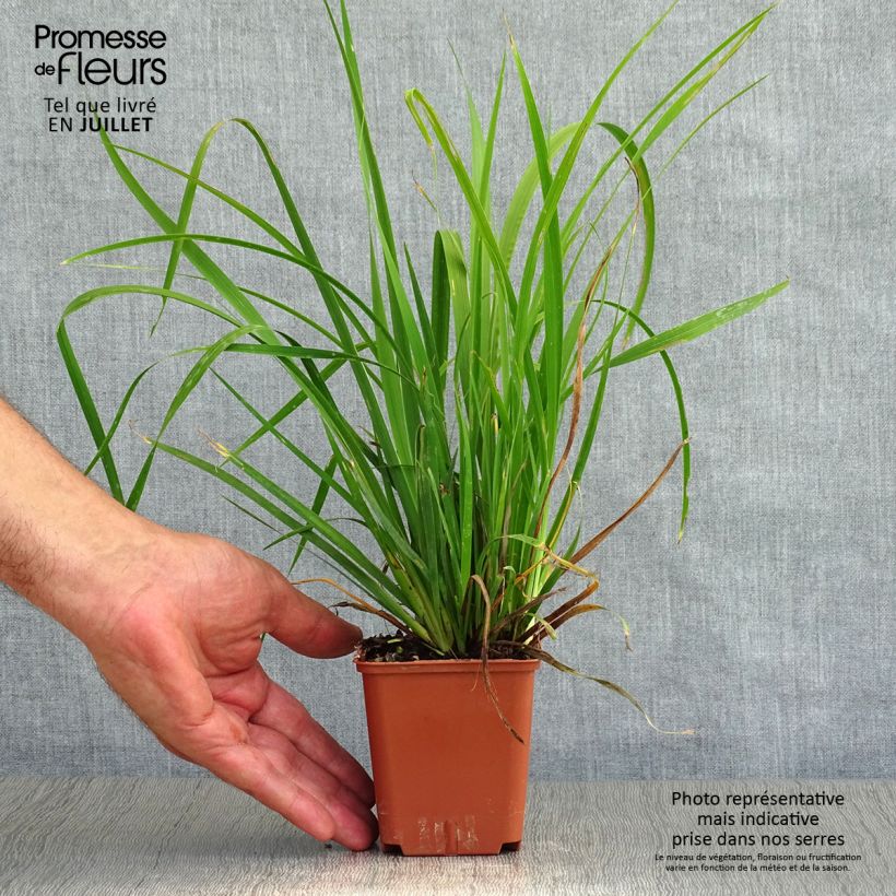 Esimerkki kesällä toimitetusta Libertia grandiflora Taimiruukku 8/9 cm-taimesta