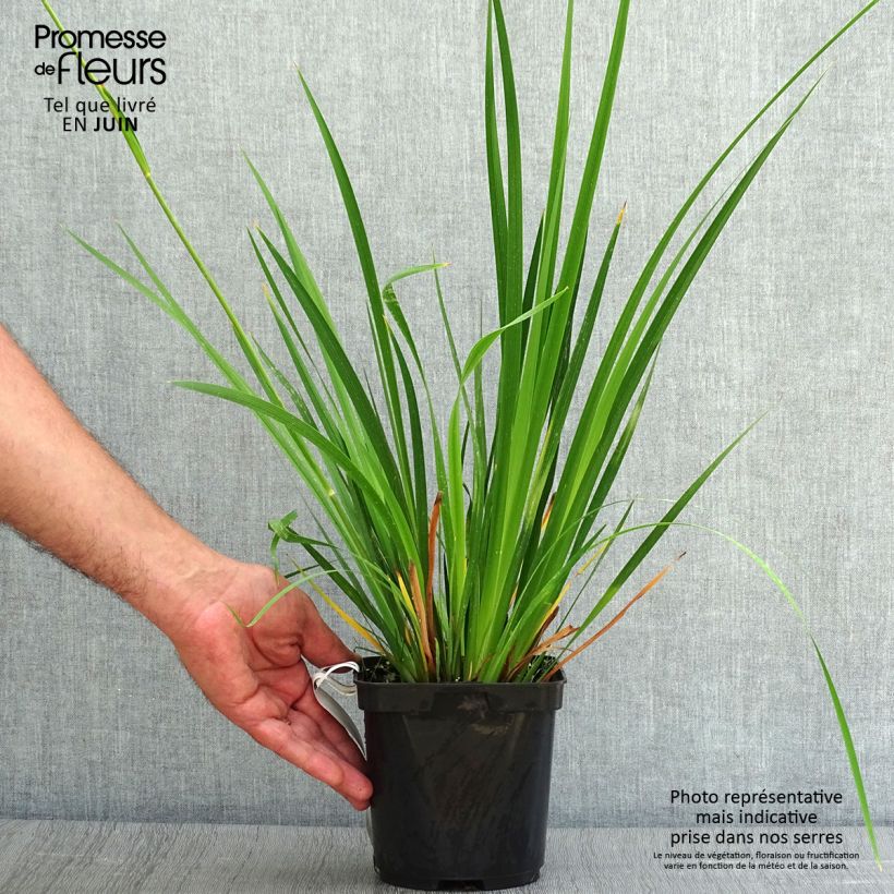 Esimerkki kesällä toimitetusta Libertia grandiflora Ruukku 2L / 3L-taimesta