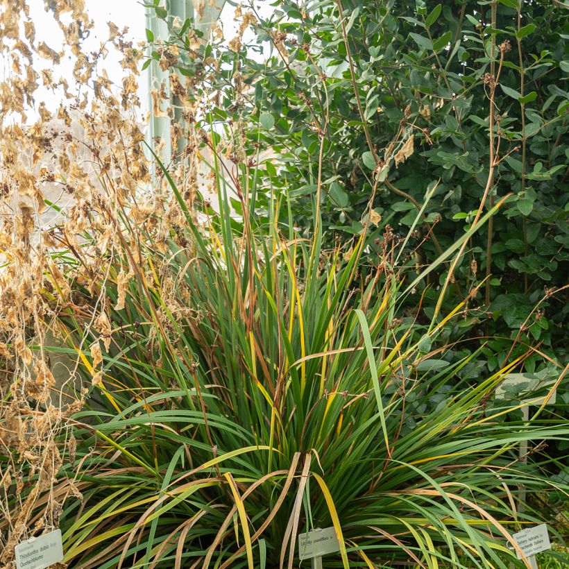 Libertia grandiflora (Kasvutapa)